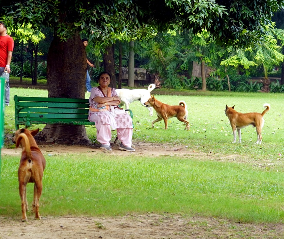 Animal lovers protest at stray dog shelter in Delhi's Rohini; police allow inspection